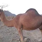 خلفه حمرا معها قعود