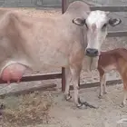 بقره والد