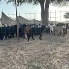 معزاء وجفار وتيوس. العدد قريب 400
