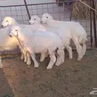 5 هرافي حري مغلق 3-4شهور