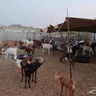 غنم للبيع