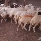 رخال رفيدي من 700 ريال