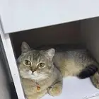 قط سكوتش ستريت للبيع بسعر رمزي