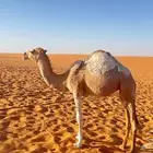 سلام عليكم ورحمة الله وبركاته