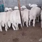 ضحايا حري ذبايح اضحية
