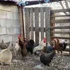 دجاج بلدي