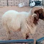 فحل نعيمي شرط القريع