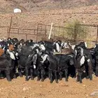 معزا عوارض صنف