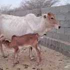 بقر مراوح واحد للبيع
