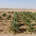 مزرعة للبيع شمال شري طريق ام ساروت