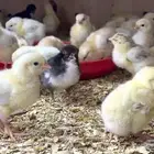صوص بلدي للبيع