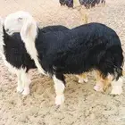 نجدي