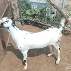 مشروع فحل