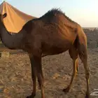 للبيع اربع بكار