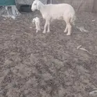 نعجه حريه ثنيه معها واحد