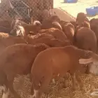 للبيع   20 رأس خرفان سواكني حمري