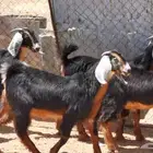 جفار حو اللبيع
