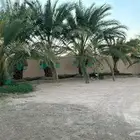 نخل خلع للبيع