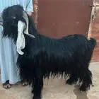 فحل عارضي