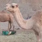 نياق حيل للبيع