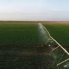 مطلوب شريك مشروع زراعة رشاش برسيم