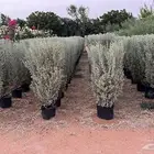 اشجار وشجيرات
