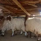 جذعات نعيم تم البيع