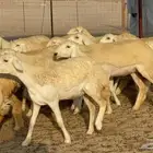ضان حرش العدد 45 مشروطه من العذاريب موجود توصيل تواصل وتساب