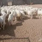 طليان حري نظف.