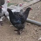 للبيع دجاج براهما