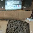 عود