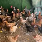 دجاج مشكل
