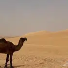 بعير كفوو البيع إنتاجه كفووو إنتاجه عل الواتساب