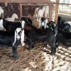 للبيع 5 تيوس و3 خرفان
