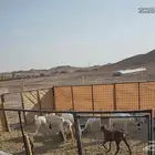 تيوس جنوبيه للبيع
