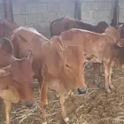 خبيش للبيع