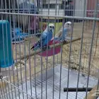 budgies for sell