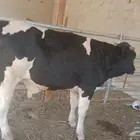 عجل حسيل معبي لحم يا مدور الزين