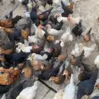 دجاج بلدي وهندي فيومي ألمنيوم