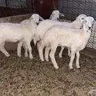 بهم حري
