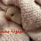 عصفور روز أليف للبيع