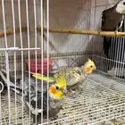 جوز كروان منتج