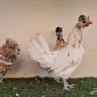 دجاج عربي ترثه