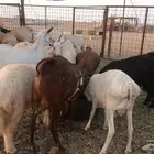 ذبيحتك لباب بيتك راجع التقييم