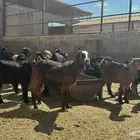 تيوس وجفار عروض