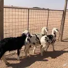 نجد