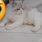 القطه تبني