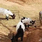 ماعز قزم مكس