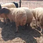 5 حيل طيبه اشباب