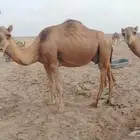 نياق حيل